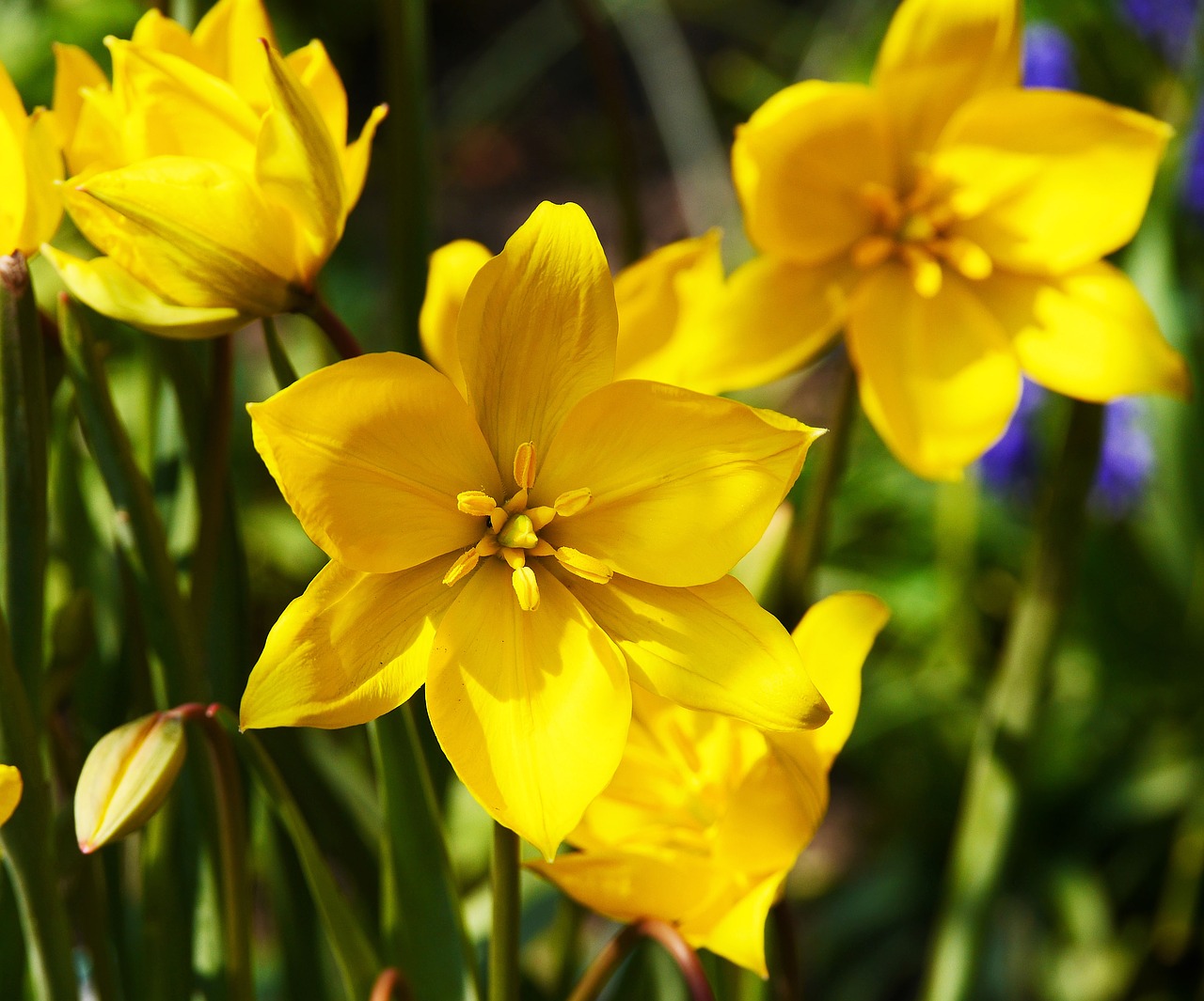 early bloomer spring flowers yellow free photo