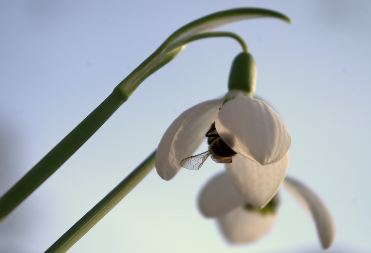 early bloomer  snowdrop  spring free photo