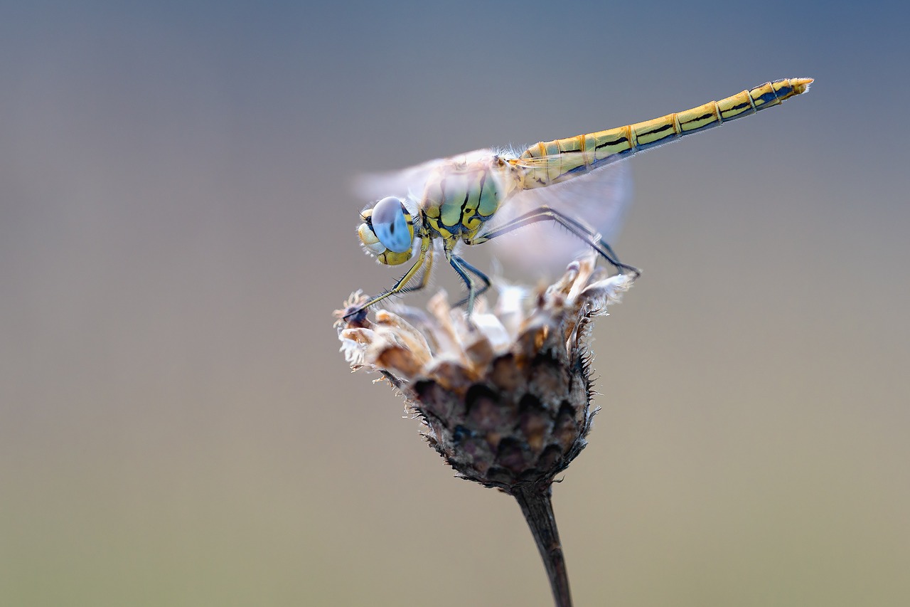 early heath dragonfly dragonfly macro free photo