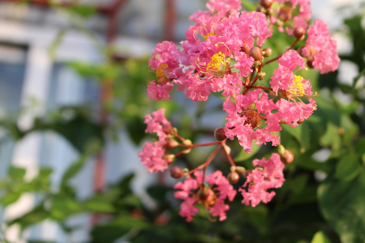 early in the morning crape myrtle flower flower free photo