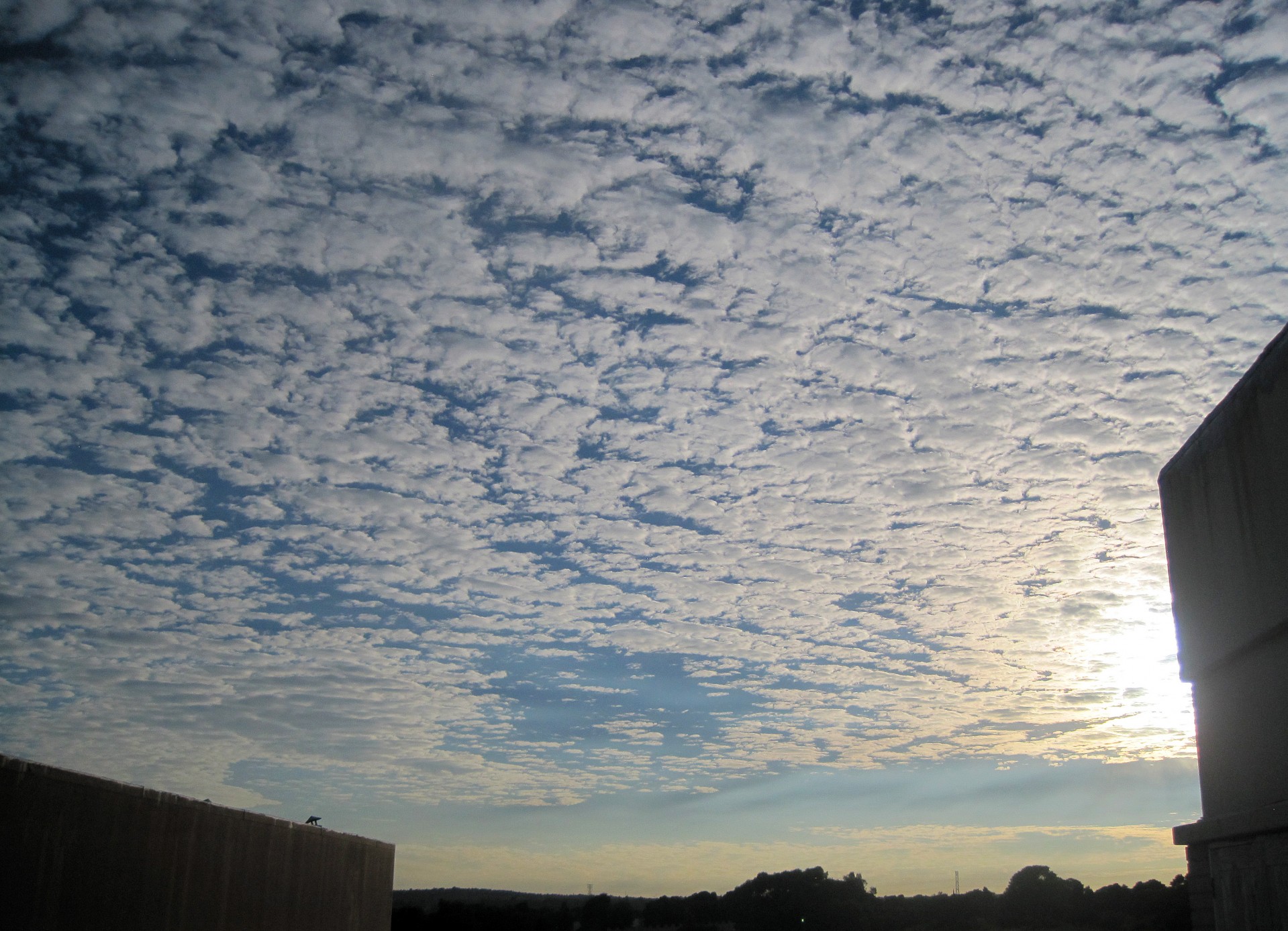 dawn clouds flocky free photo