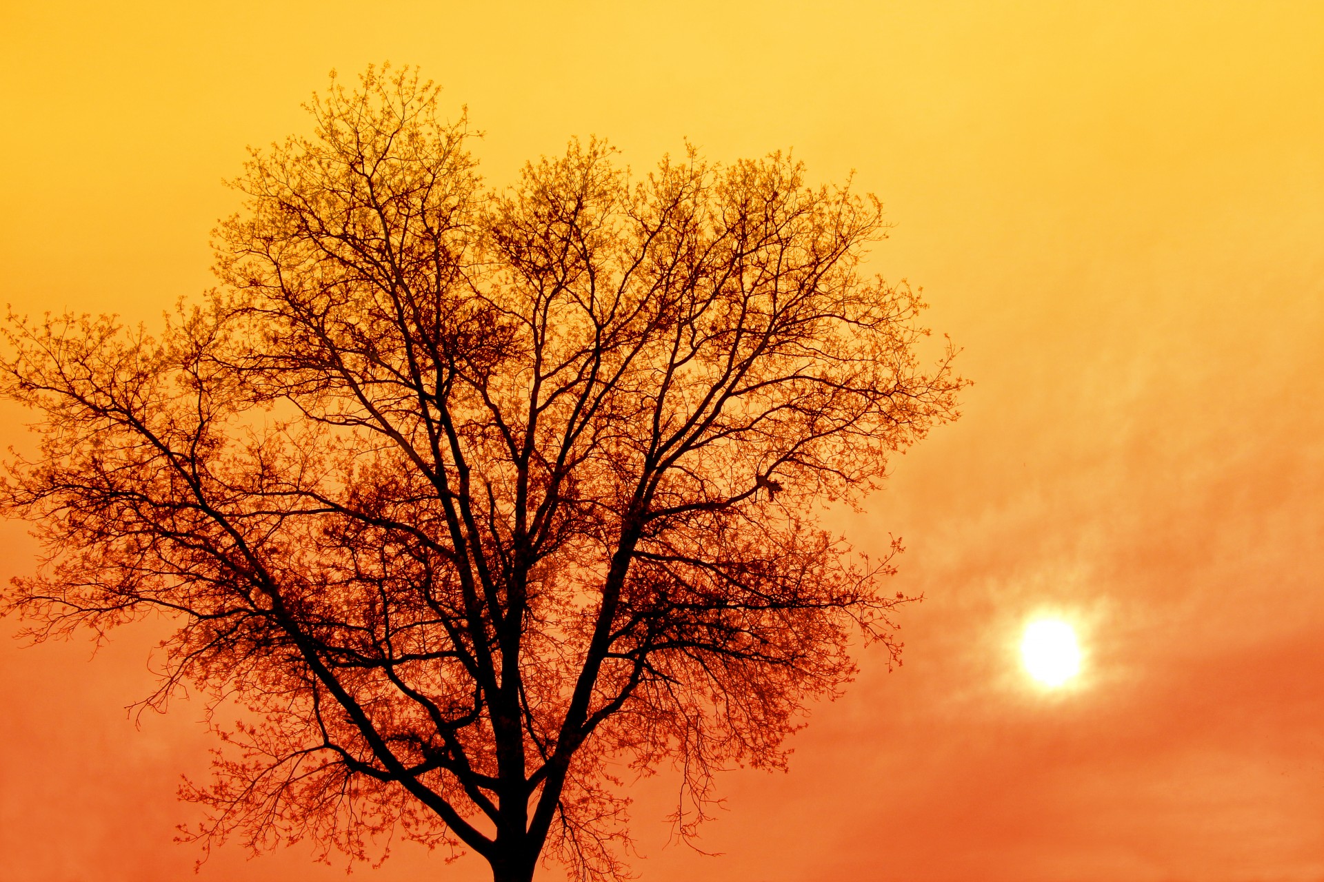 sunrise tree orange free photo