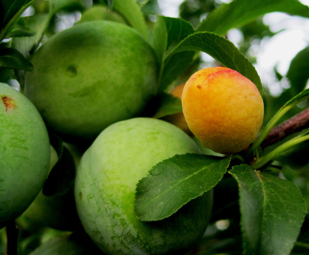 early plum yelloe small free photo