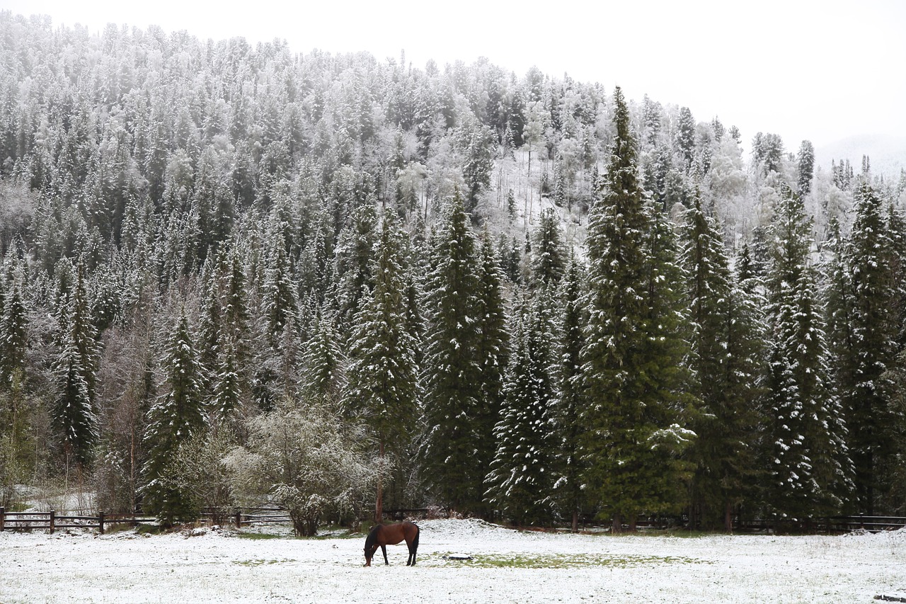 early snow morning in the forest lonely horse free photo