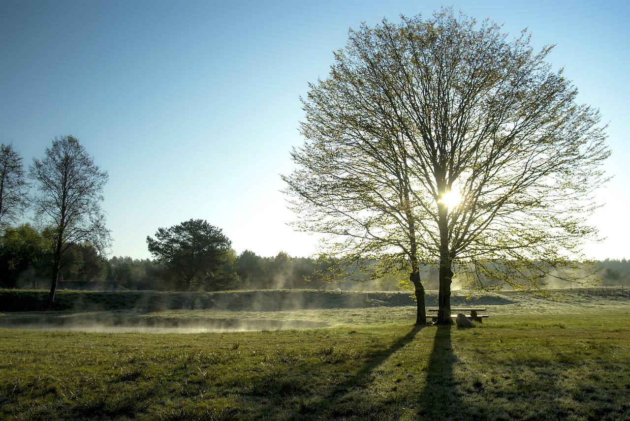 early spring poetry morning free photo