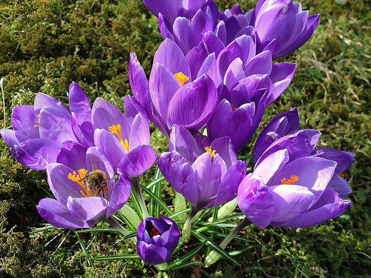 early spring crocus purple free photo