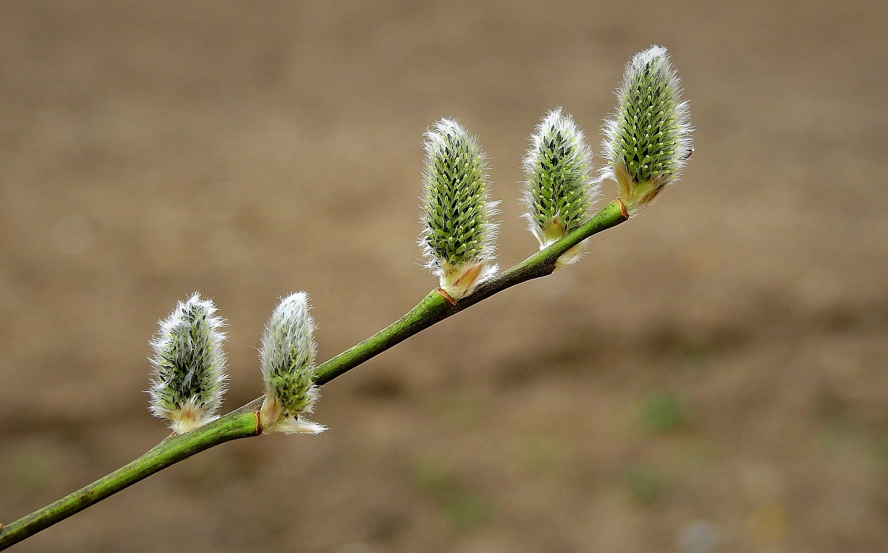 early spring  the basis of  sprig free photo