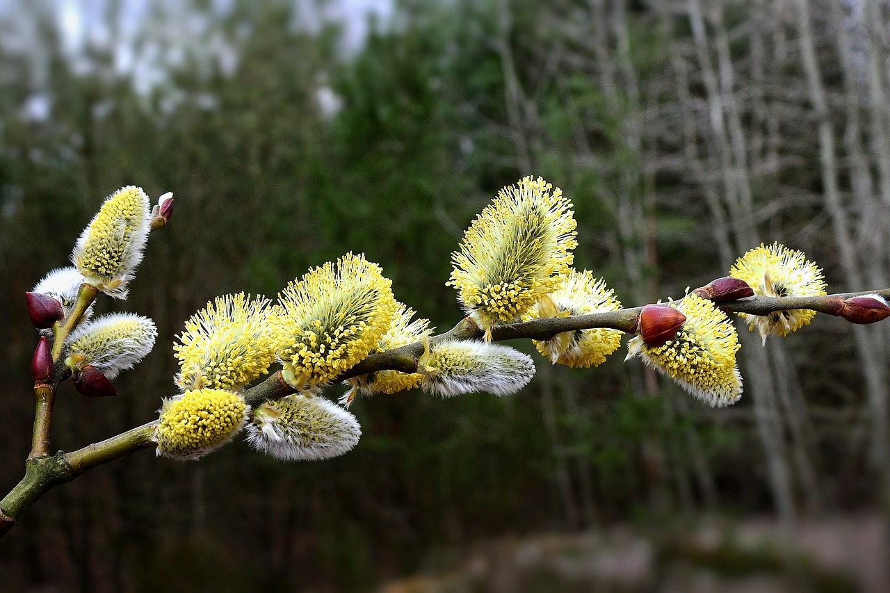 early spring  the basis of  sprig free photo