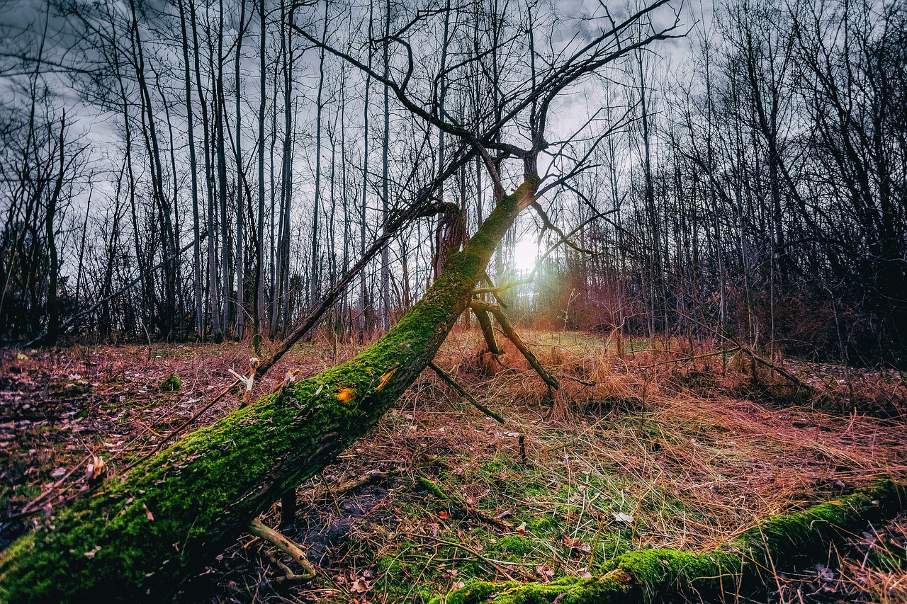 early spring  forest  nature free photo