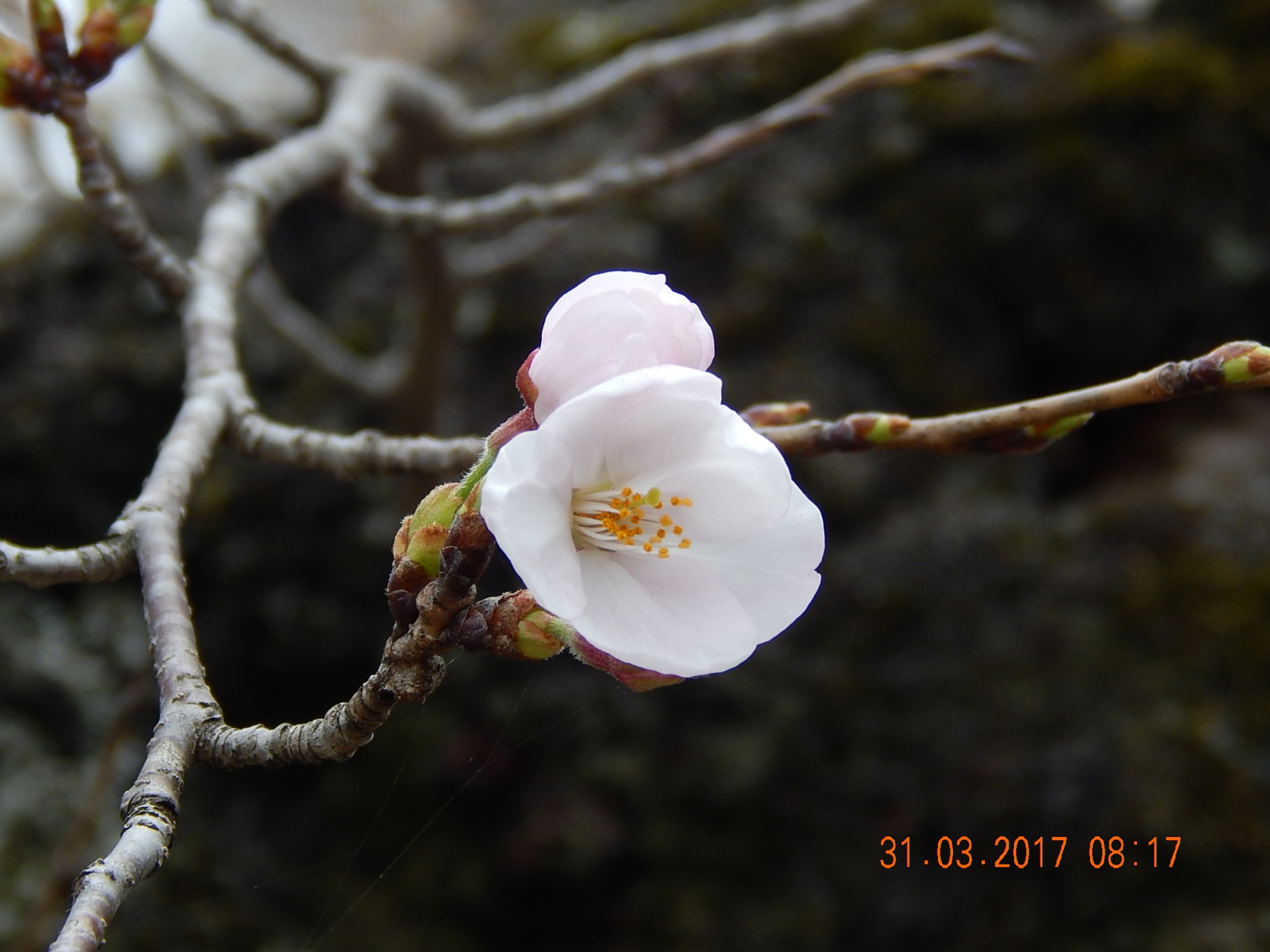 flower early spring blossom free photo