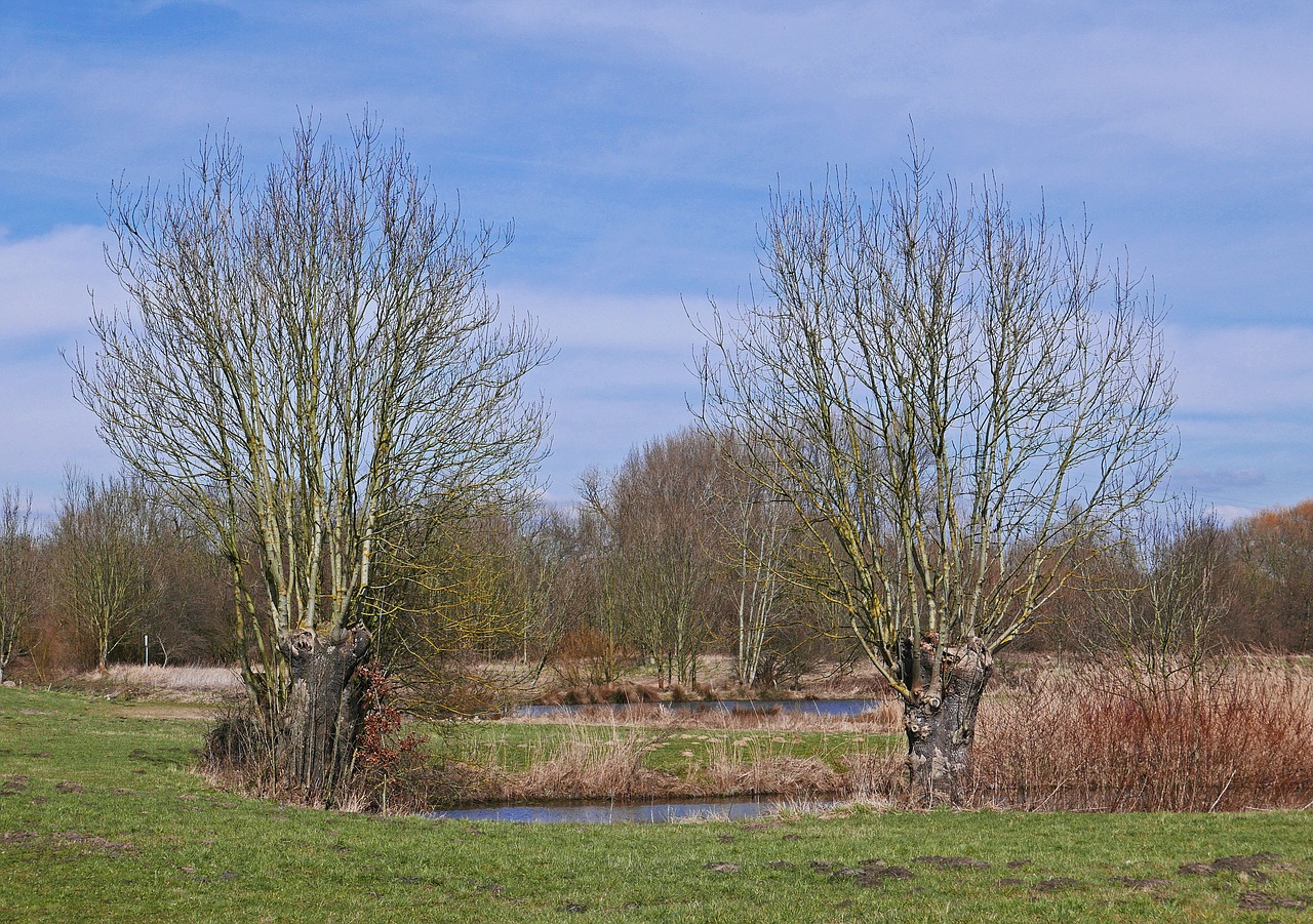 early spring in the biotope nature reserve pond free photo