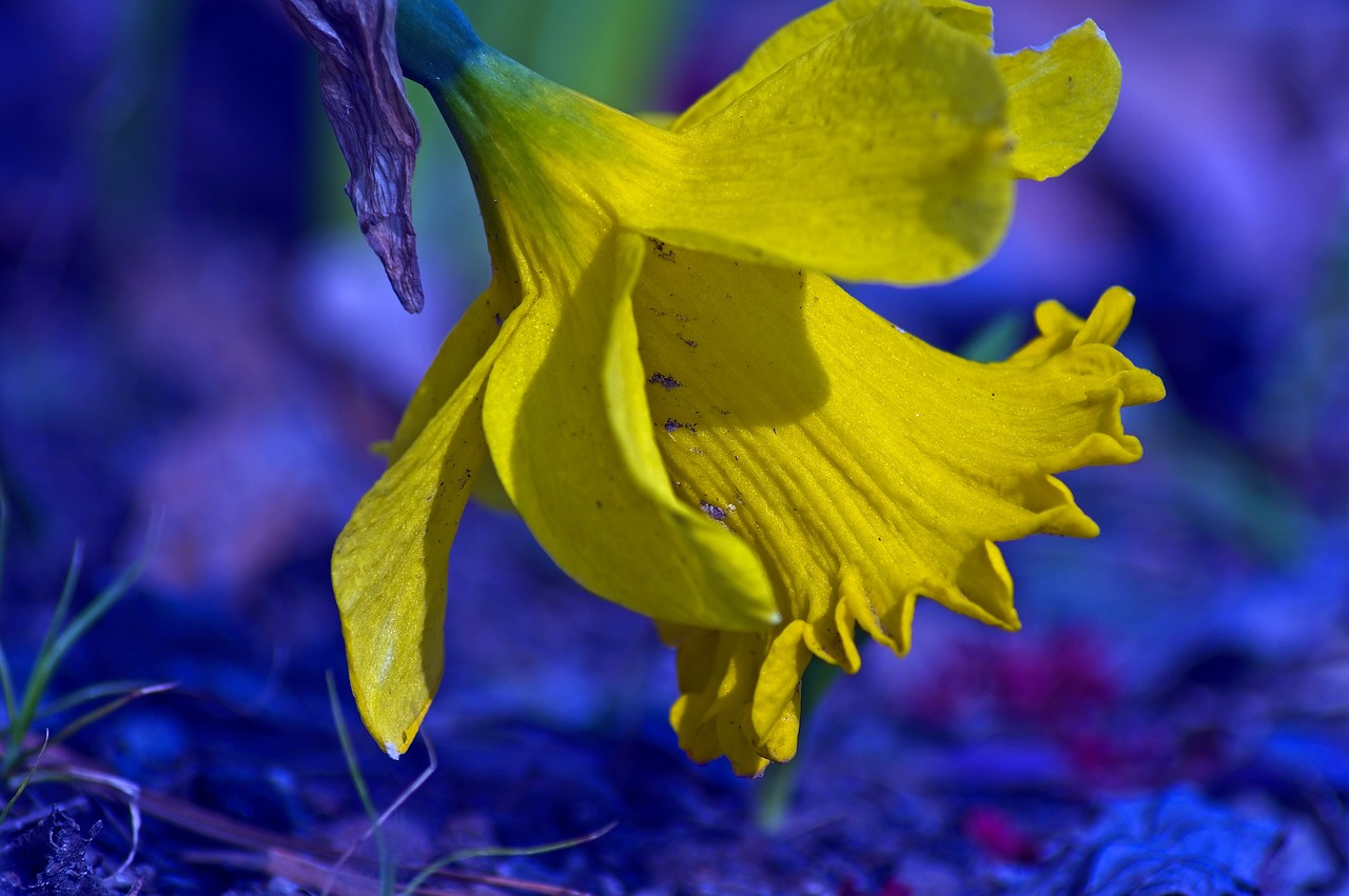 early spring narcissus  garden  bloom free photo