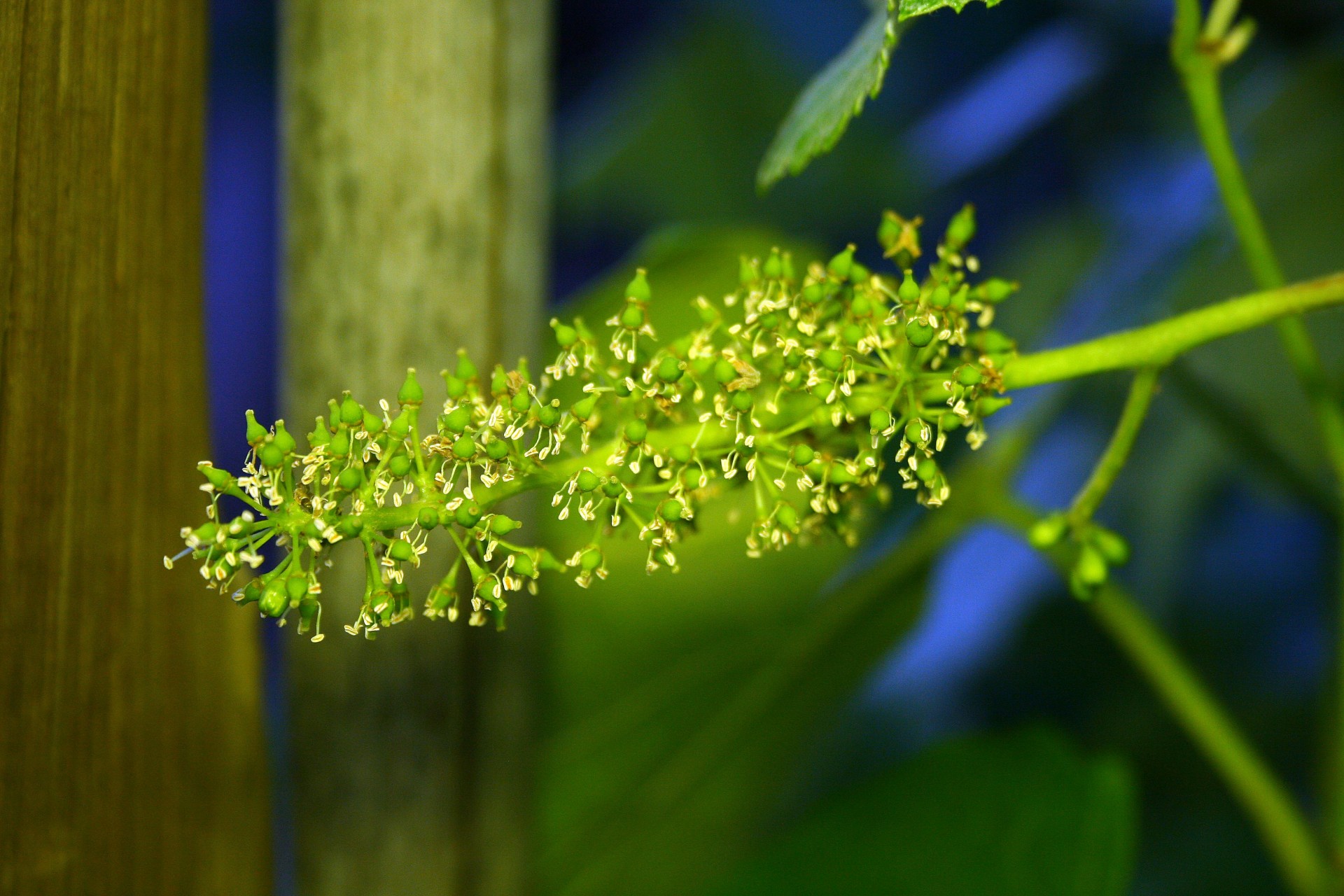 fruit grapes bunch free photo