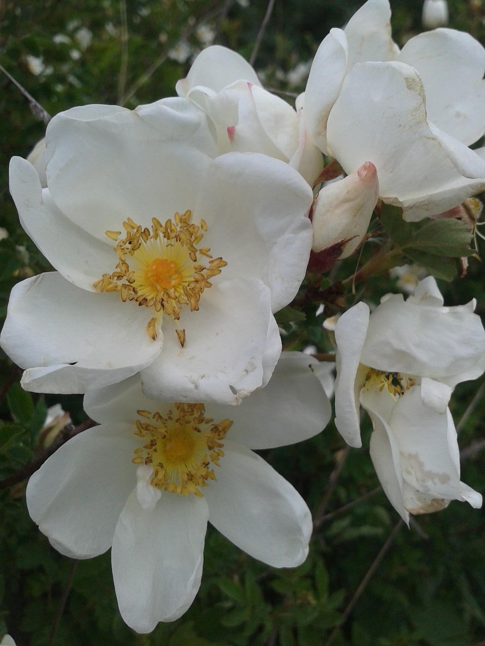 early summer flowers white free photo