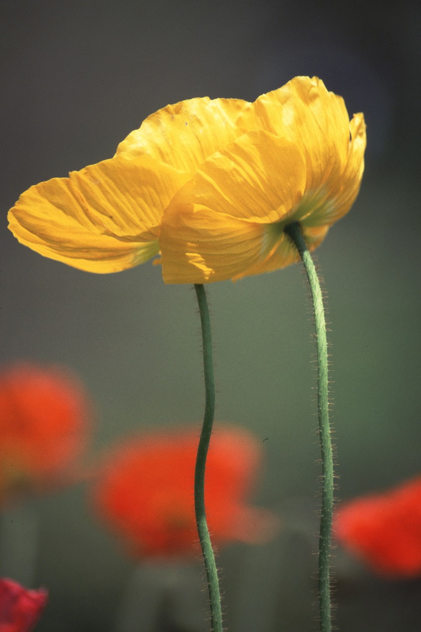 early summer flowers yellow flowers poppy free photo