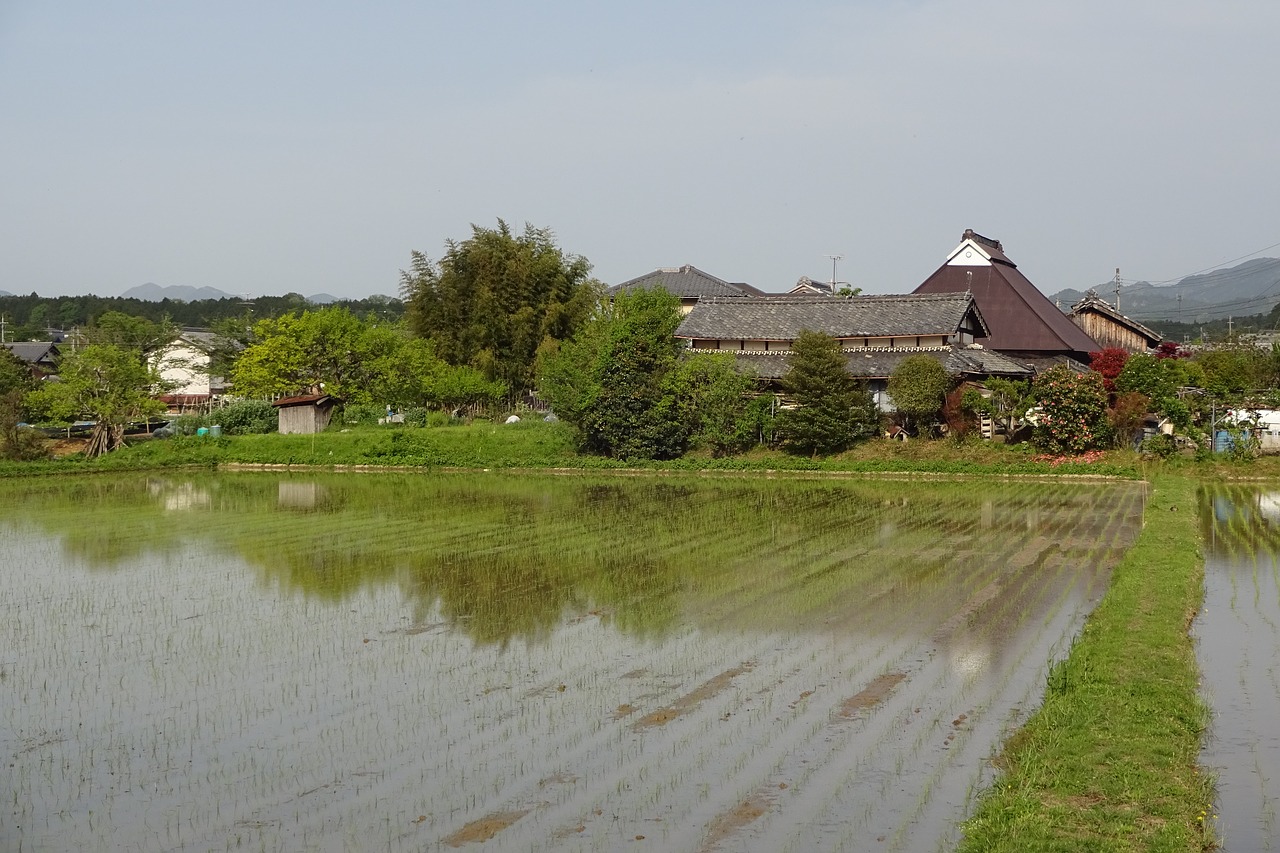 early summer landscape countryside paddy field free photo