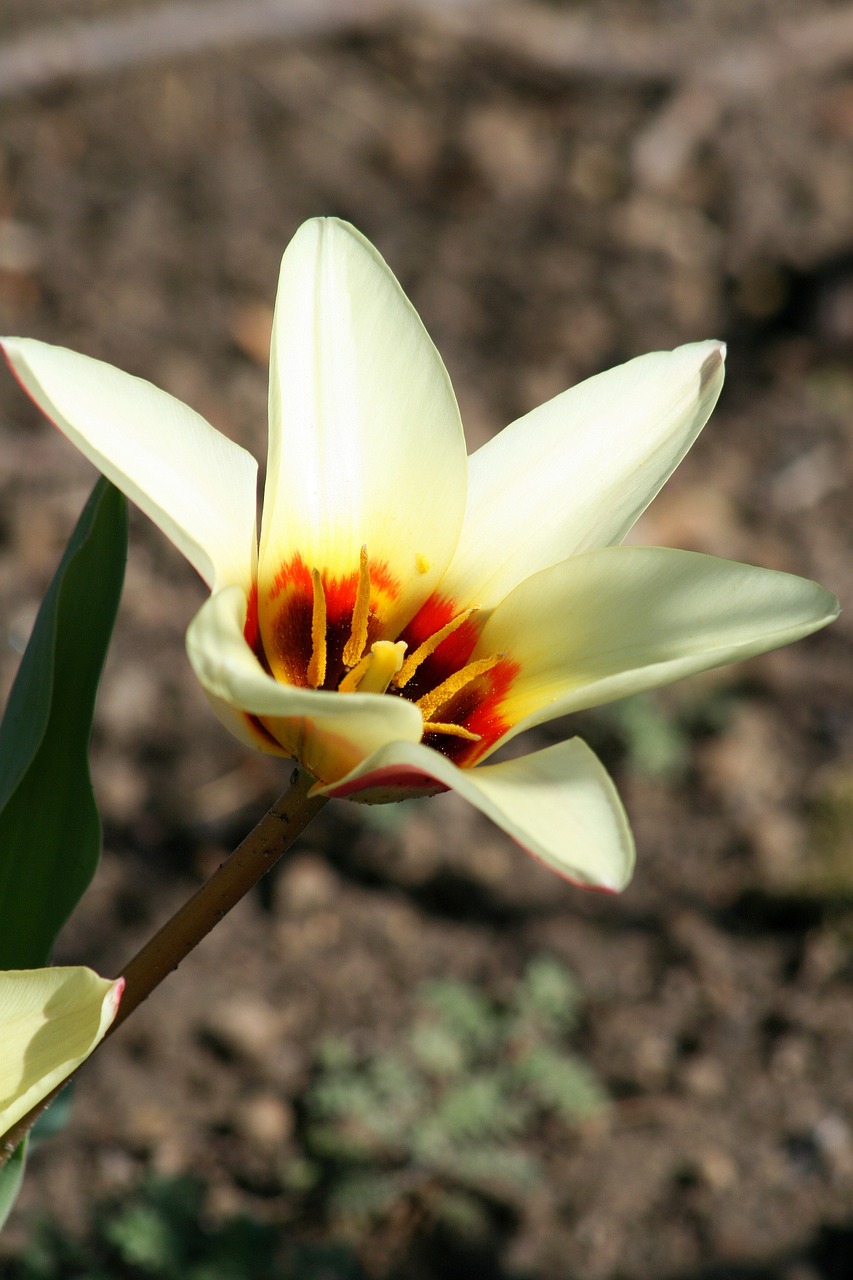 early tulips tulip garden free photo