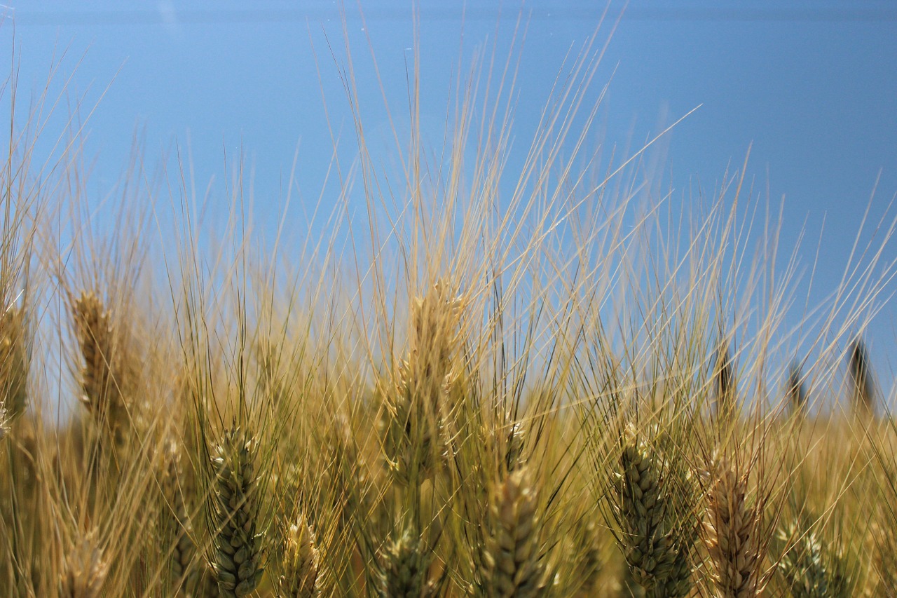 ears wheat sky free photo