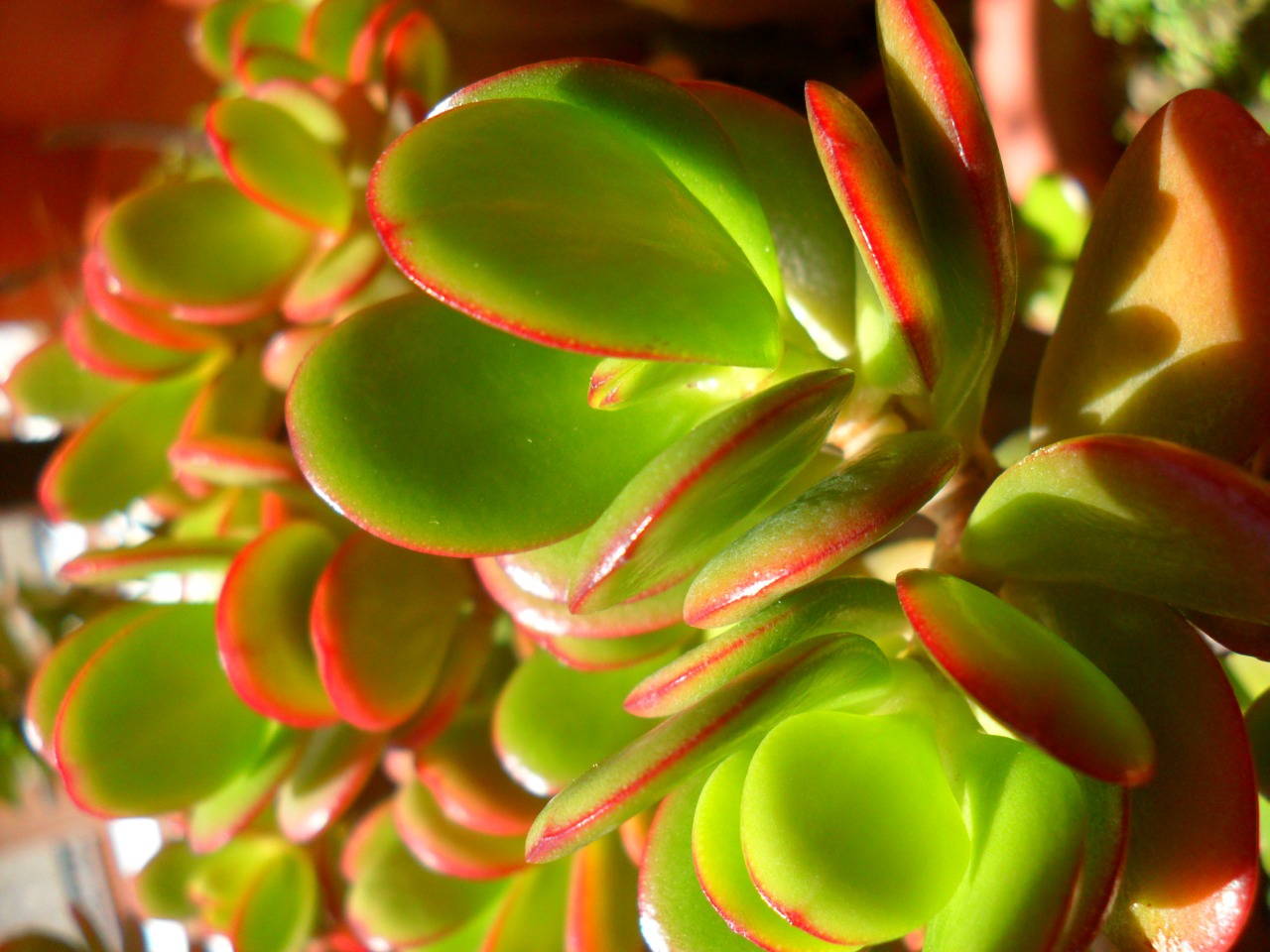 ears of green free photo