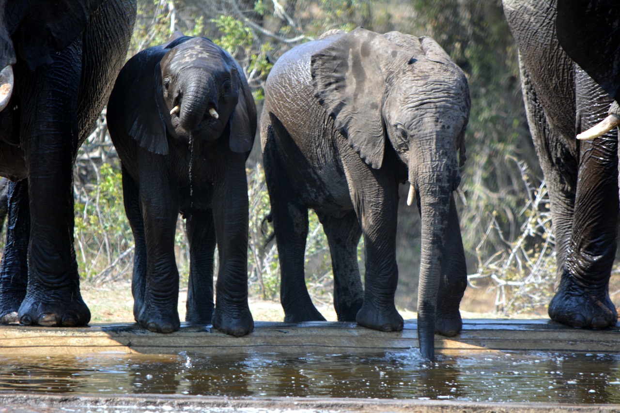 baby elephant wildlife trunk free photo