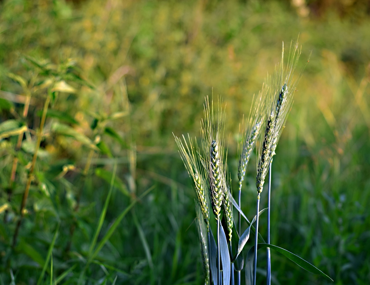 Картинка одного пшениц PNG. Natural harvest