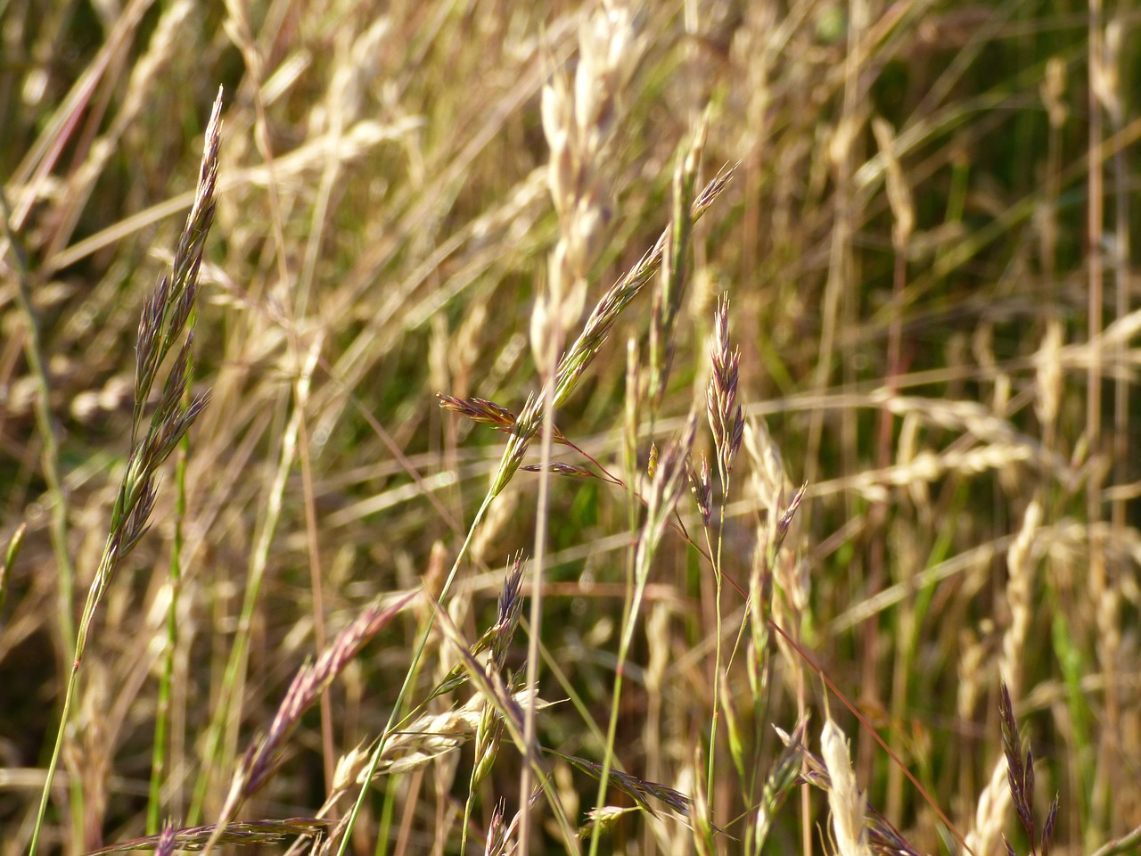 ears wind field free photo