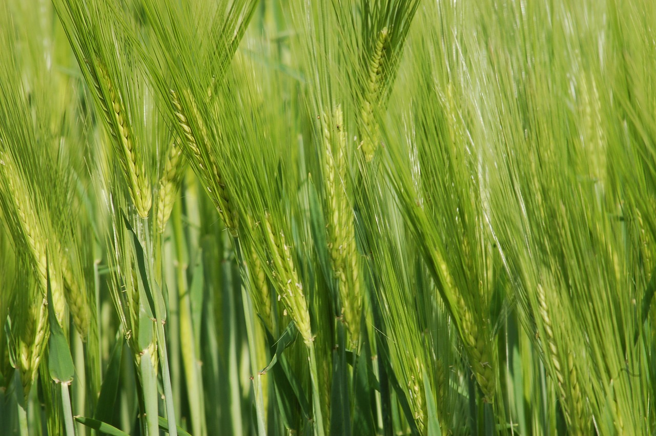 ears  cultivation  agriculture free photo