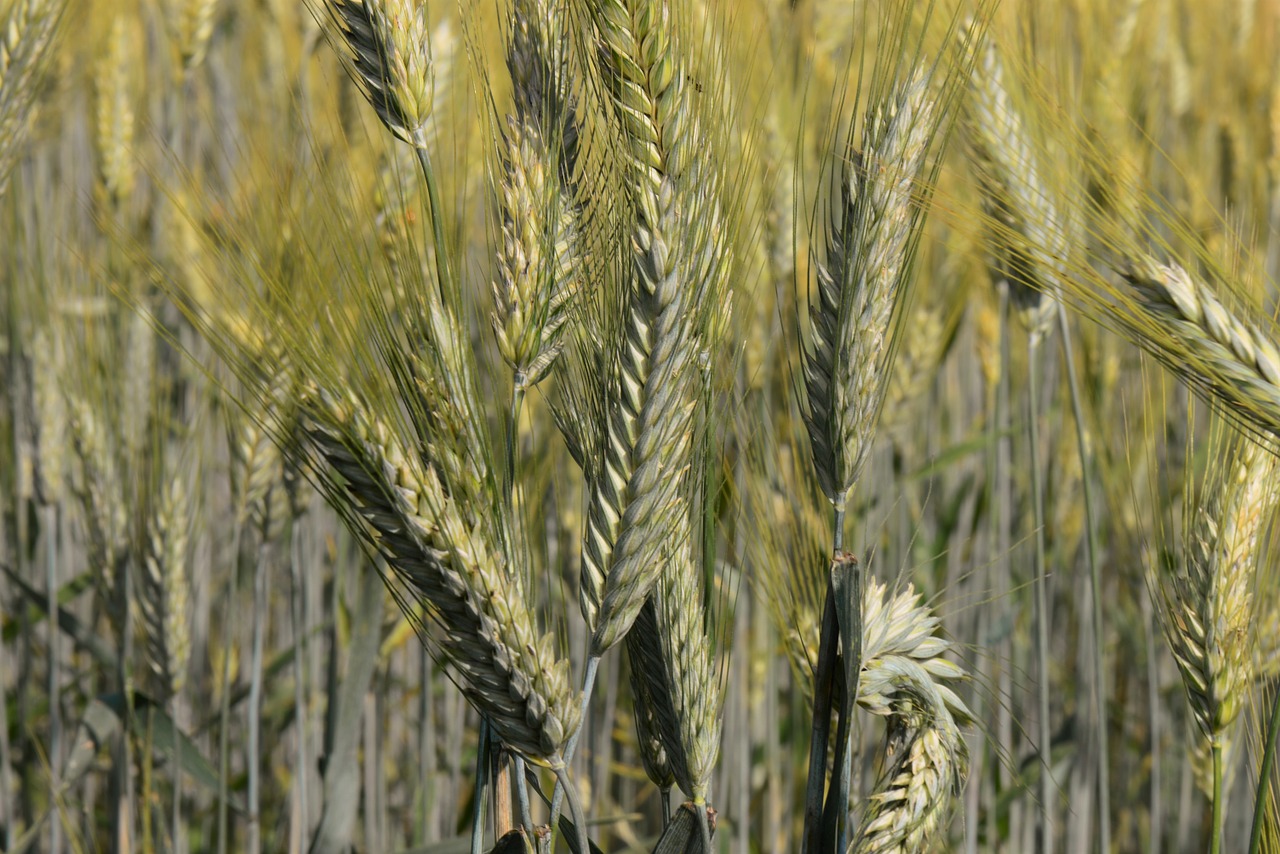 ears of corn cereals cornfield free photo