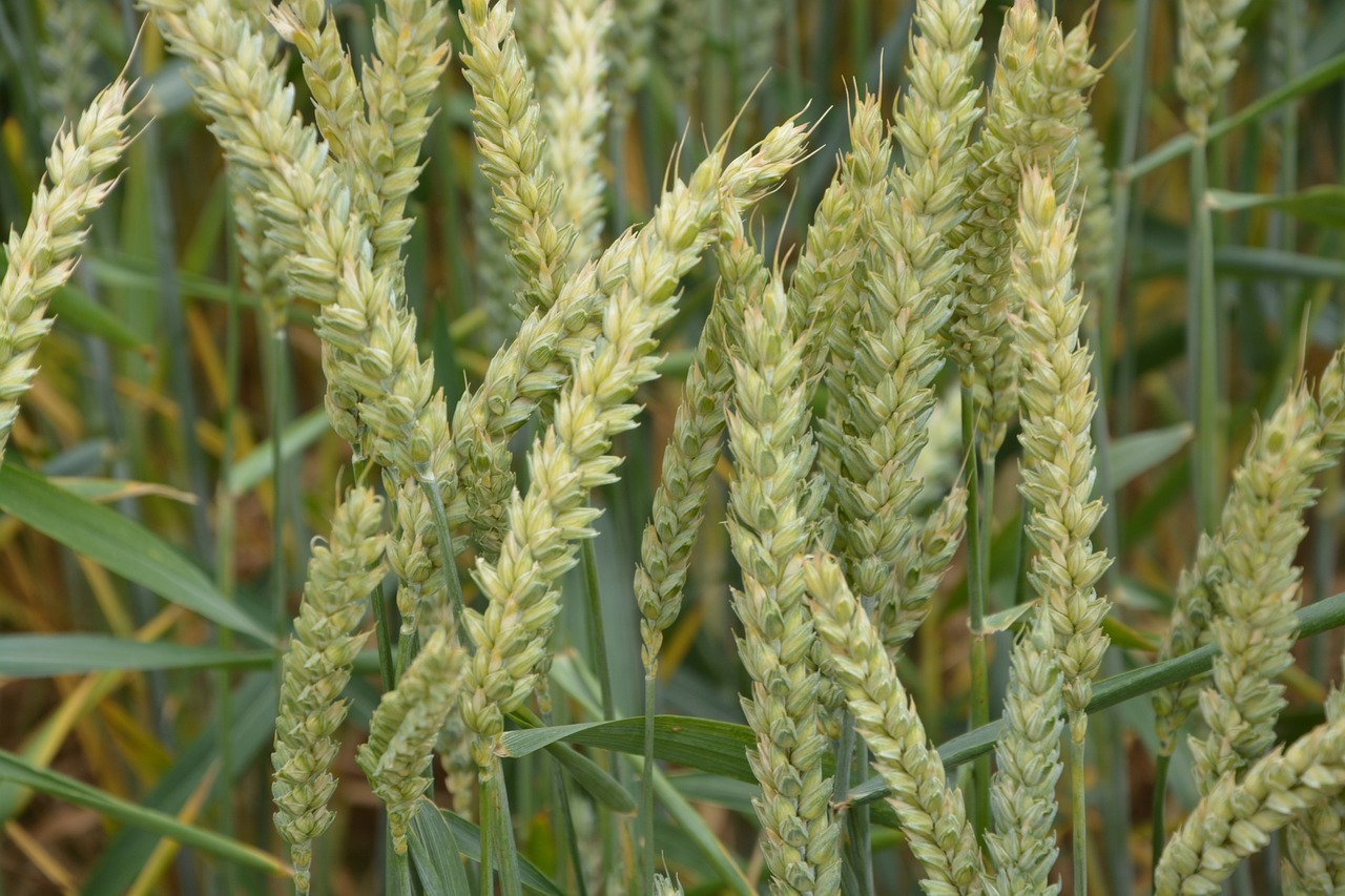 ears of wheat wheats cereals free photo