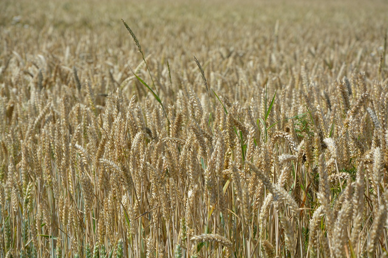 ears of wheat fields cereals free photo