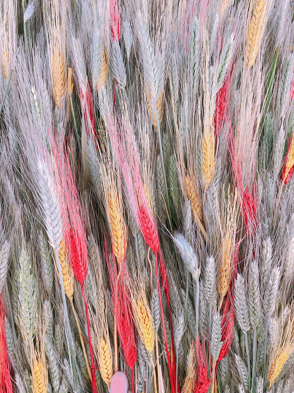 ears of wheat  wheat  cereals free photo