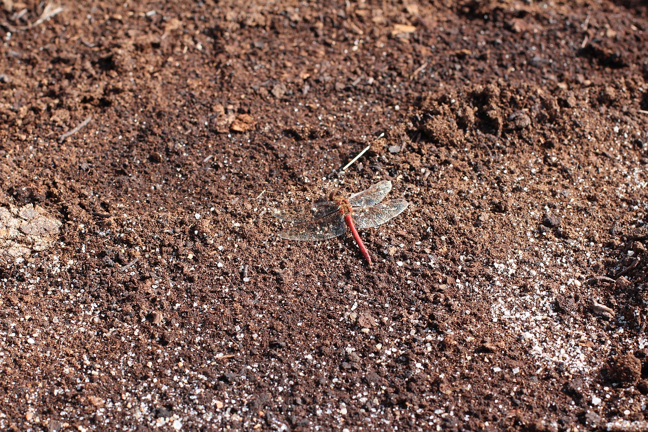 earth dragonfly brown free photo