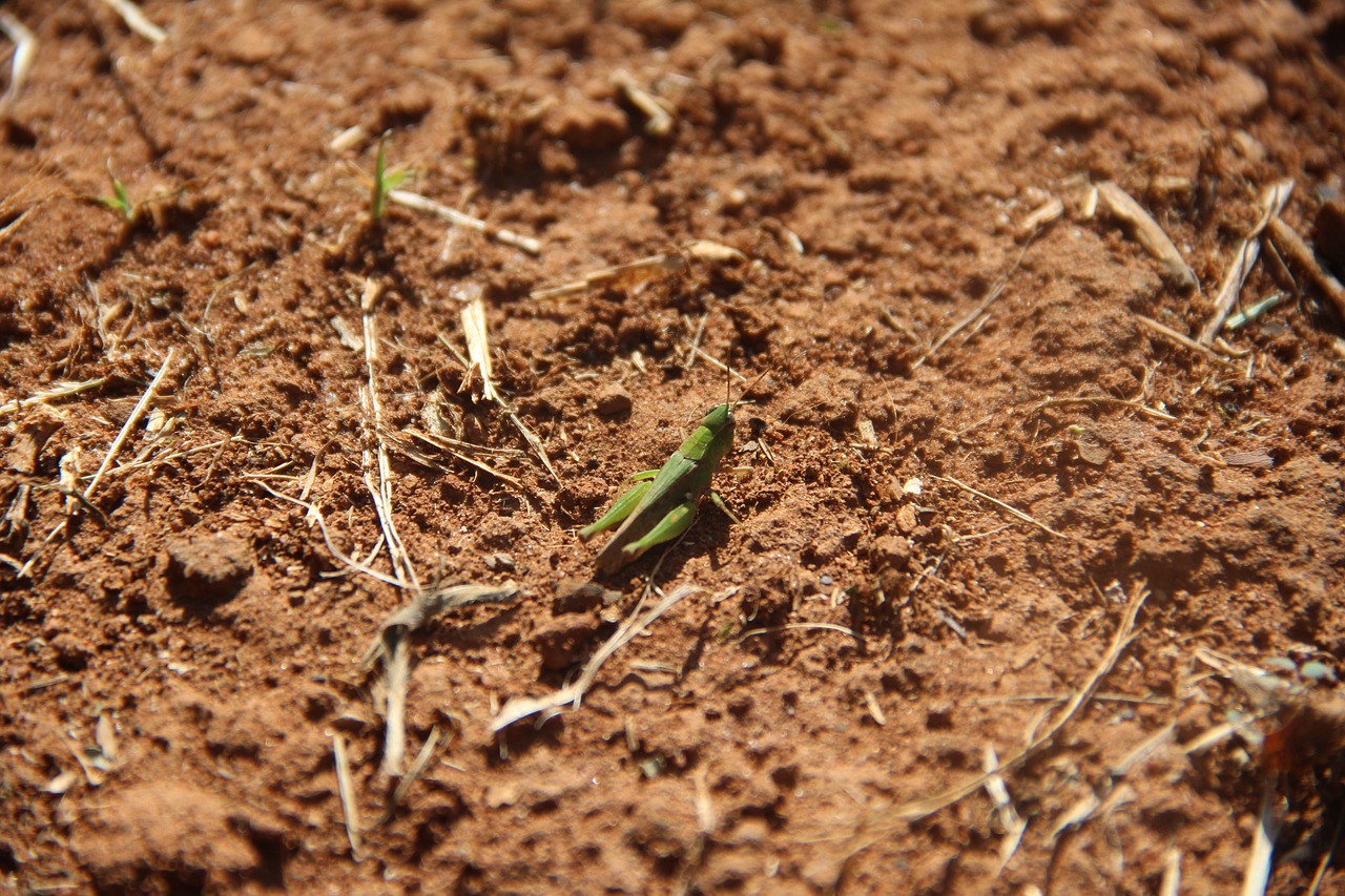 earth cricket insect free photo