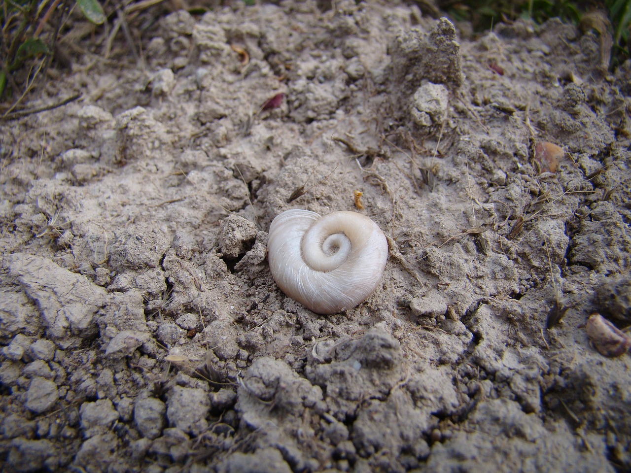 earth snail animals free photo