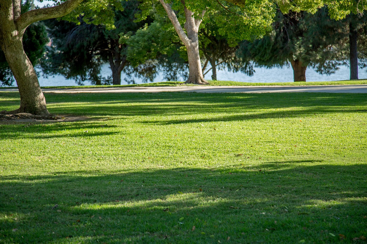 earth tree grass free photo