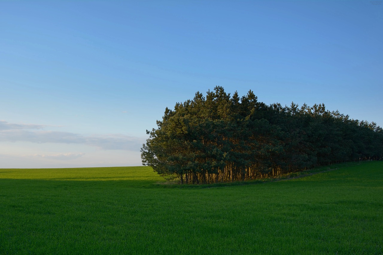 earth landscape tree free photo