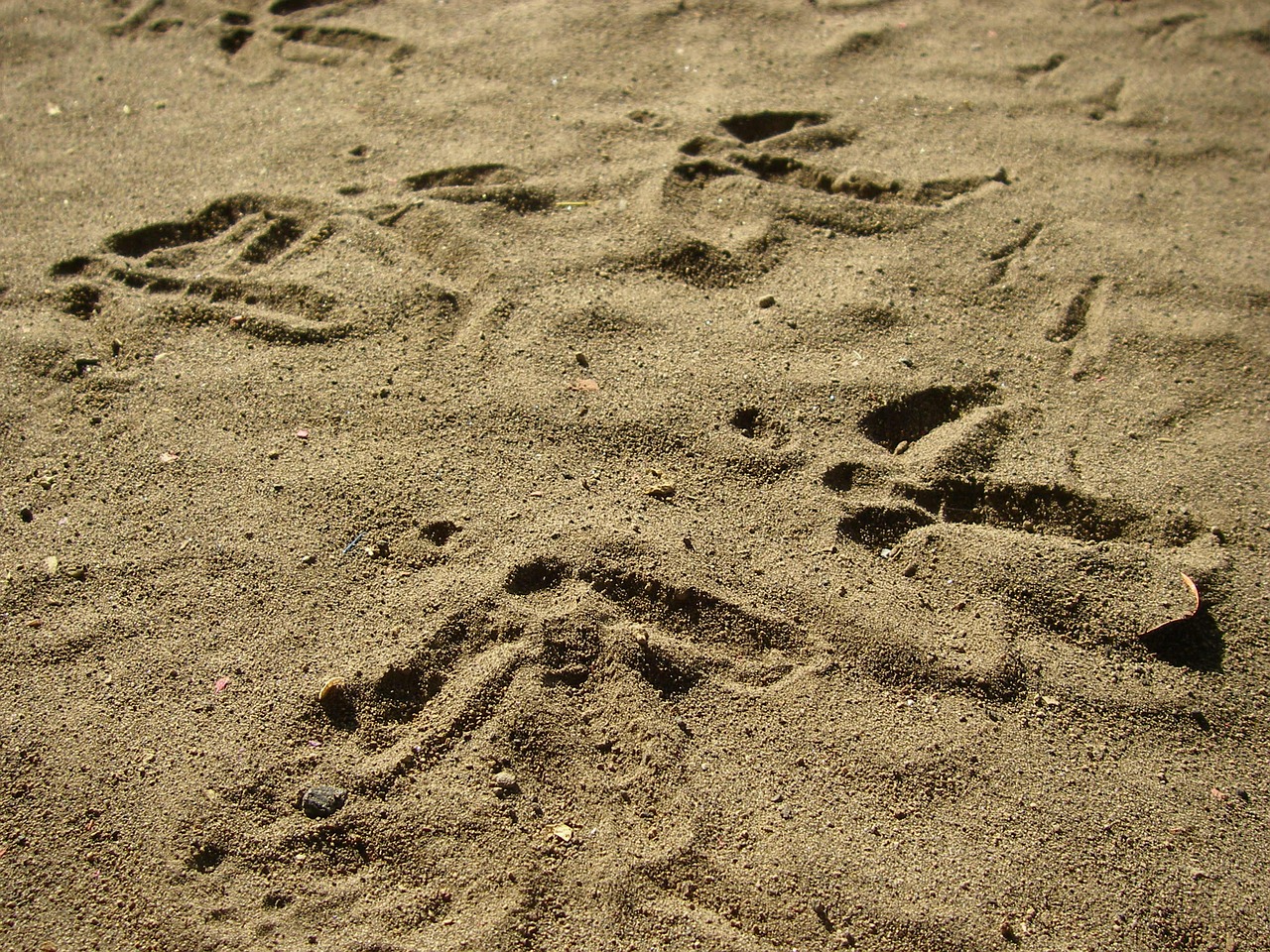 earth footprints nature free photo