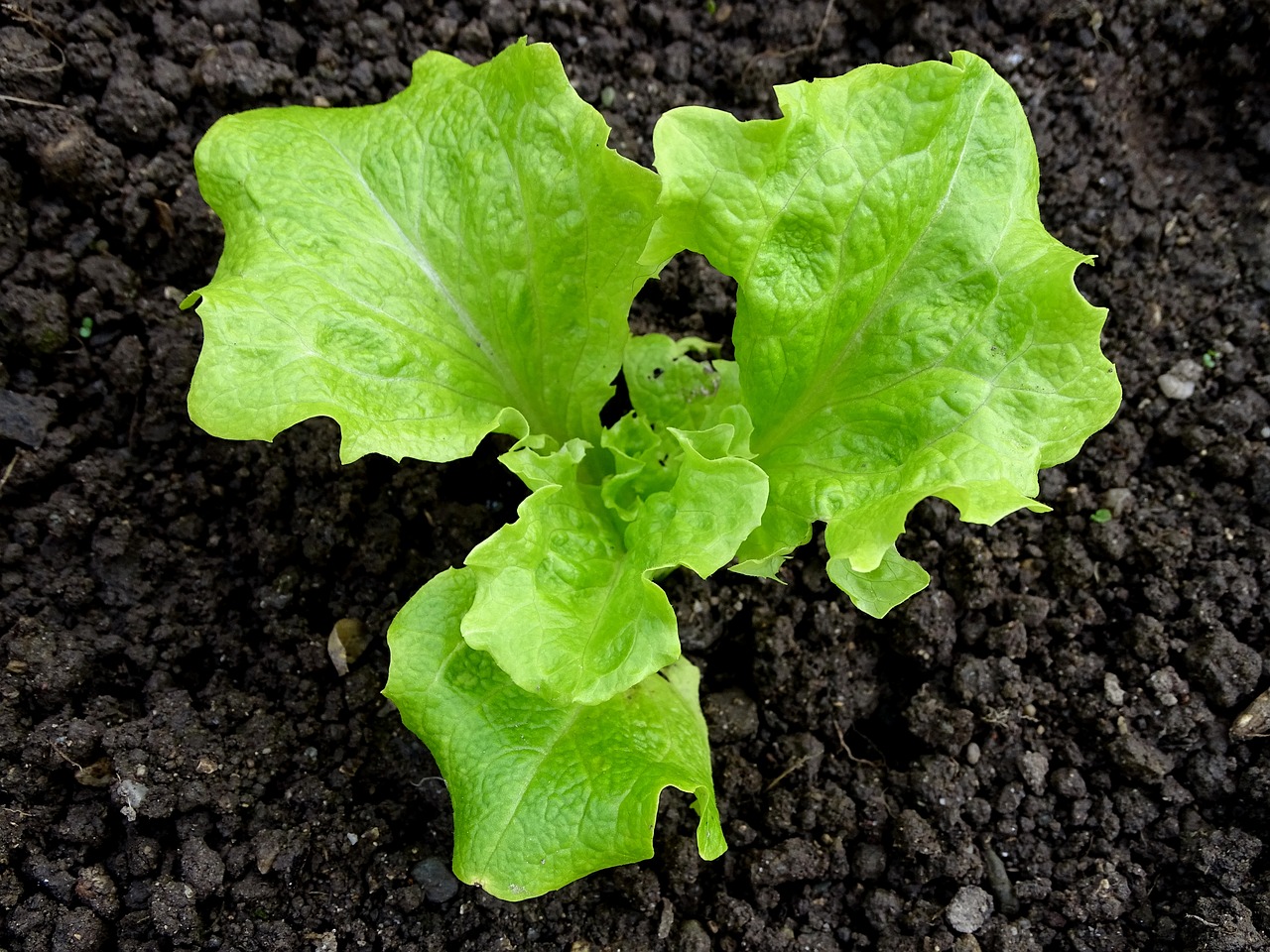 earth salad plant free photo