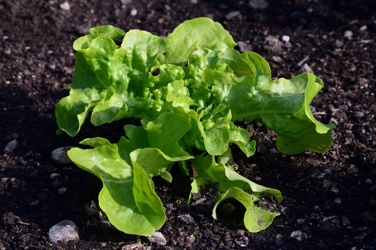 earth  vegetables  leaf free photo