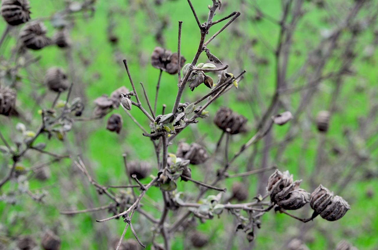 earth wild plant dry plant free photo