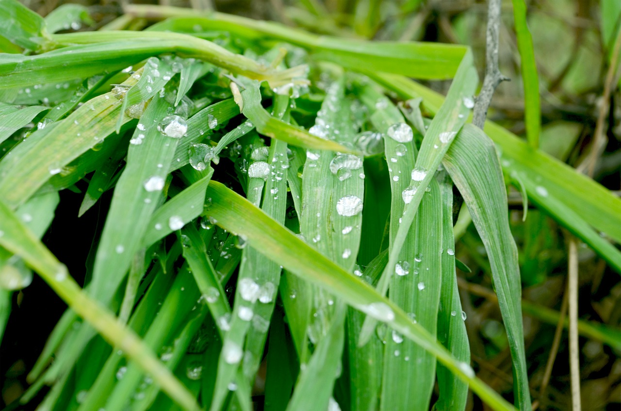 earth dew drop plant free photo