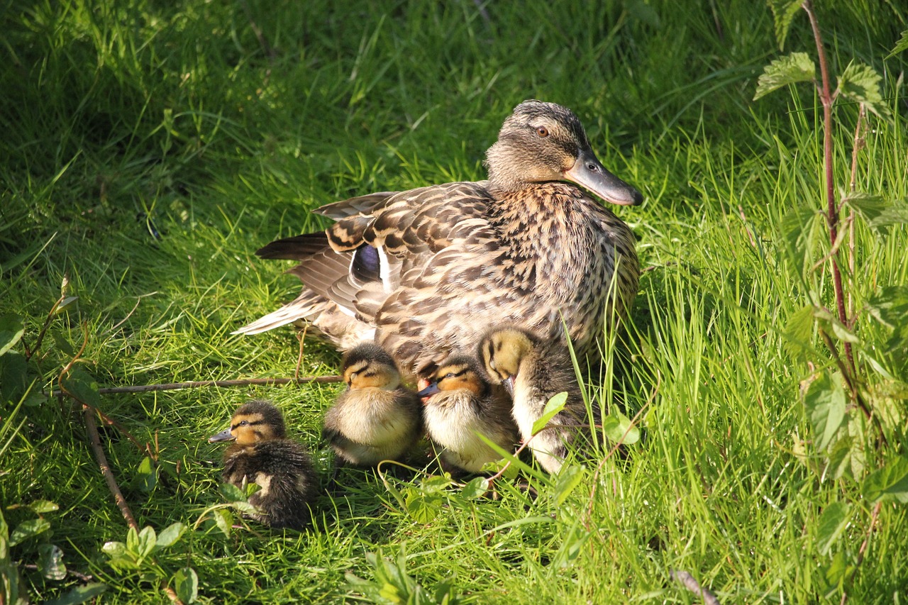 motherly love duck nature free photo