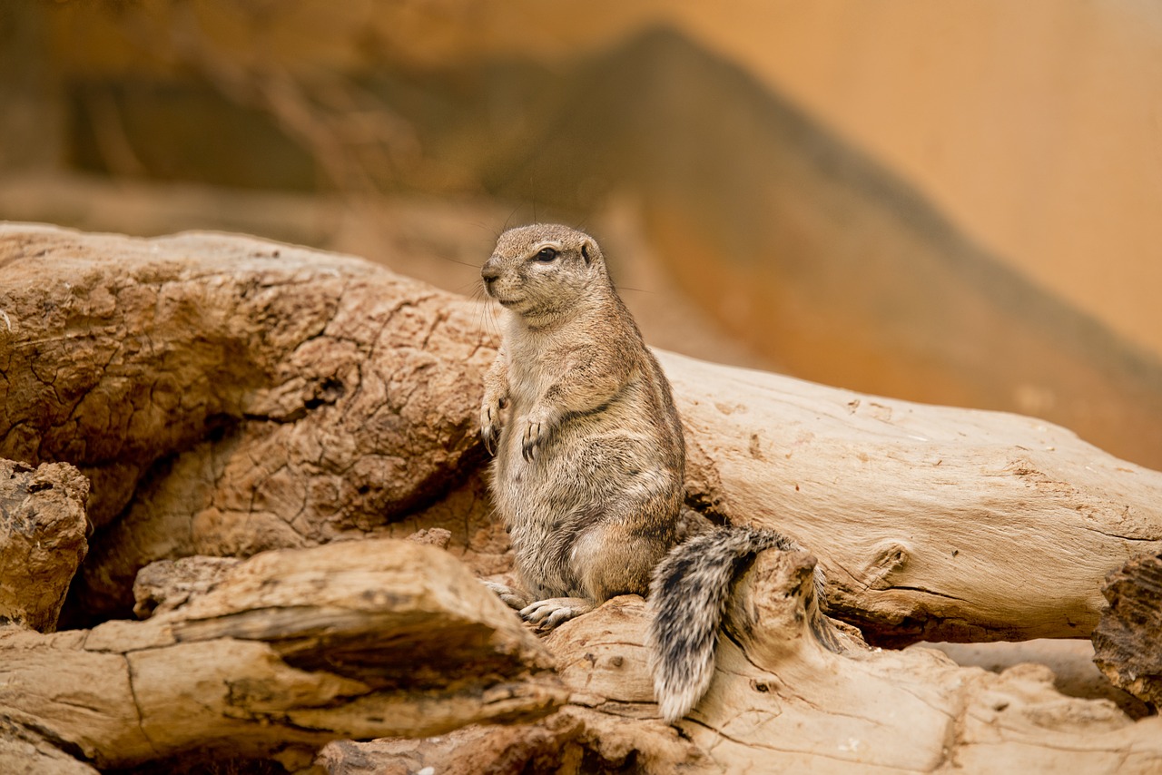 earth hamster squirrel view free photo