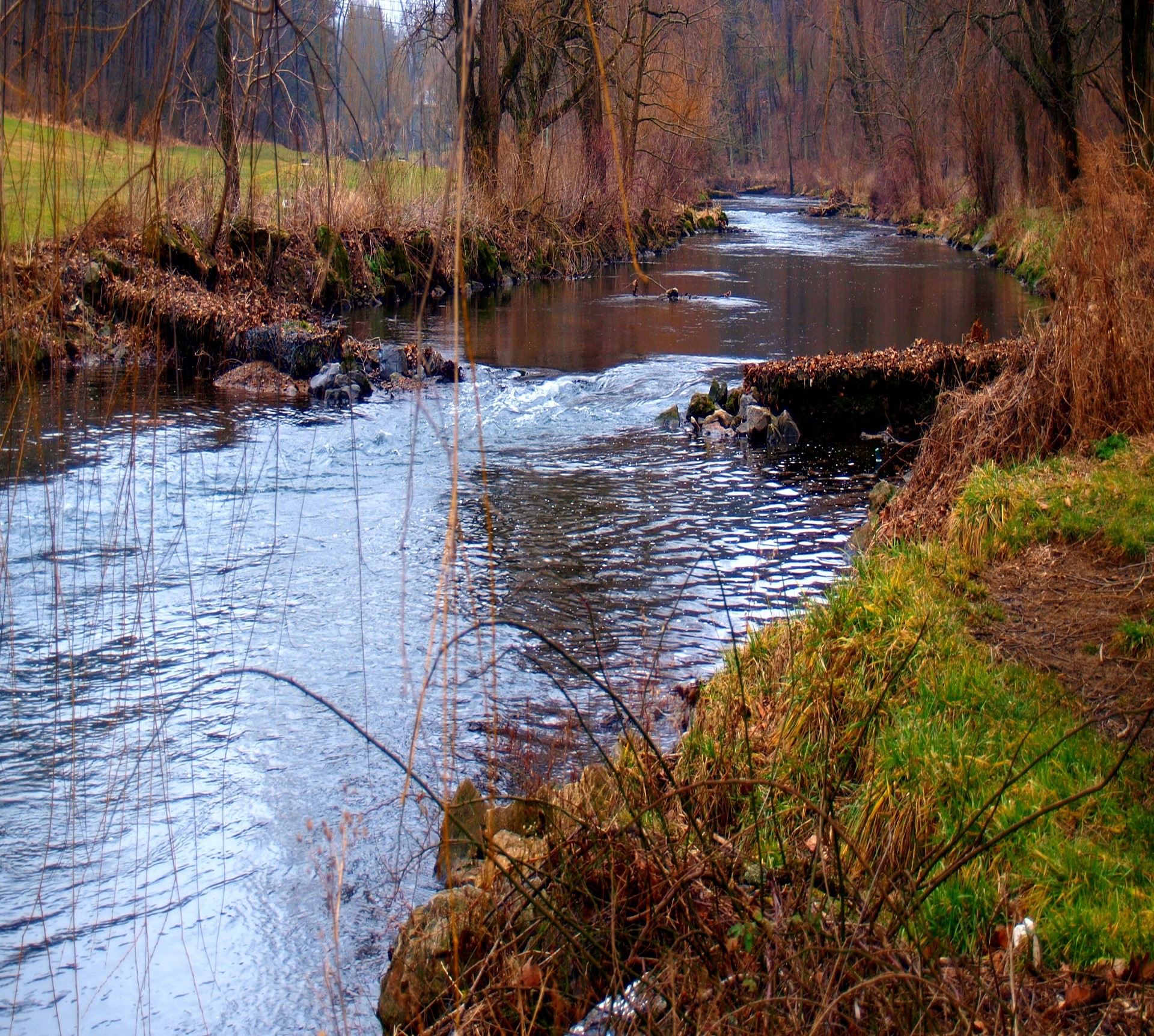 outdoors nature trees free photo