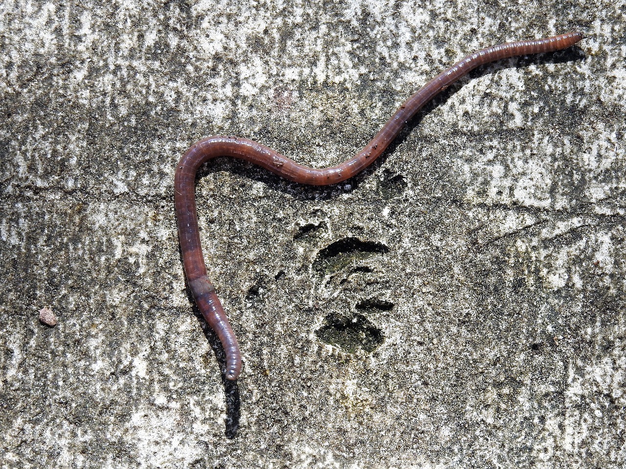 earth worm worm earthworm free photo