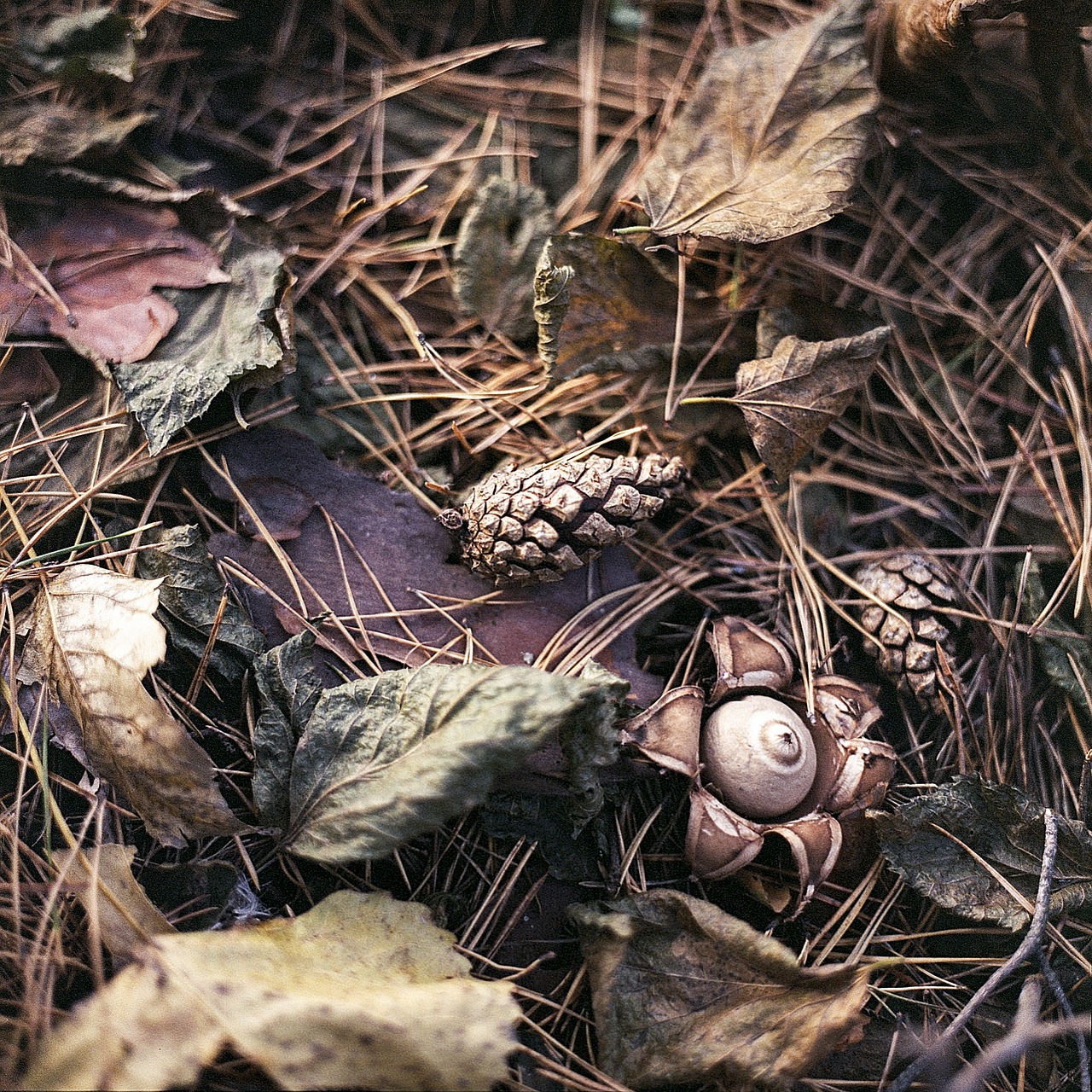 earthstar mushroom foliage free photo