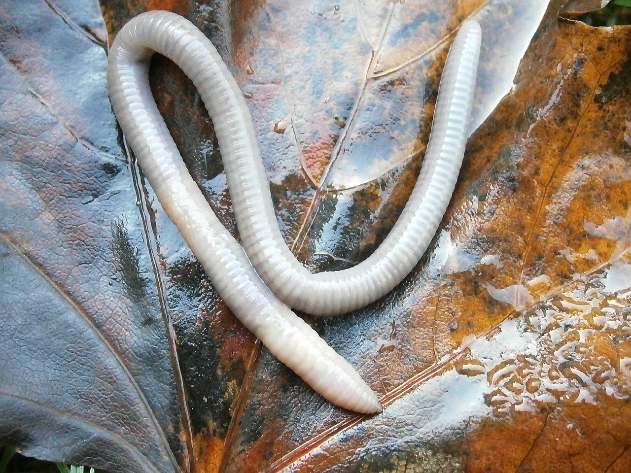 earthworm lumbricidae worm free photo
