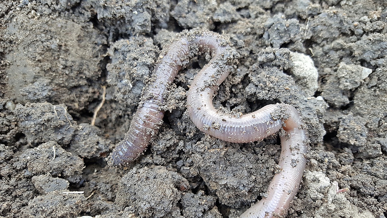 earthworm nightcrawlers soil free photo