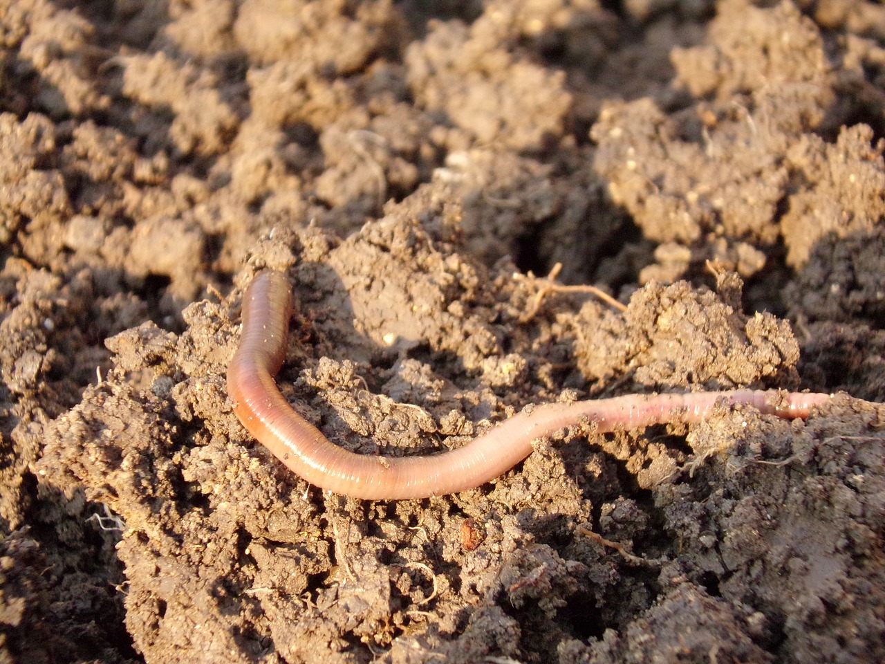 earthworm soil dirt free photo