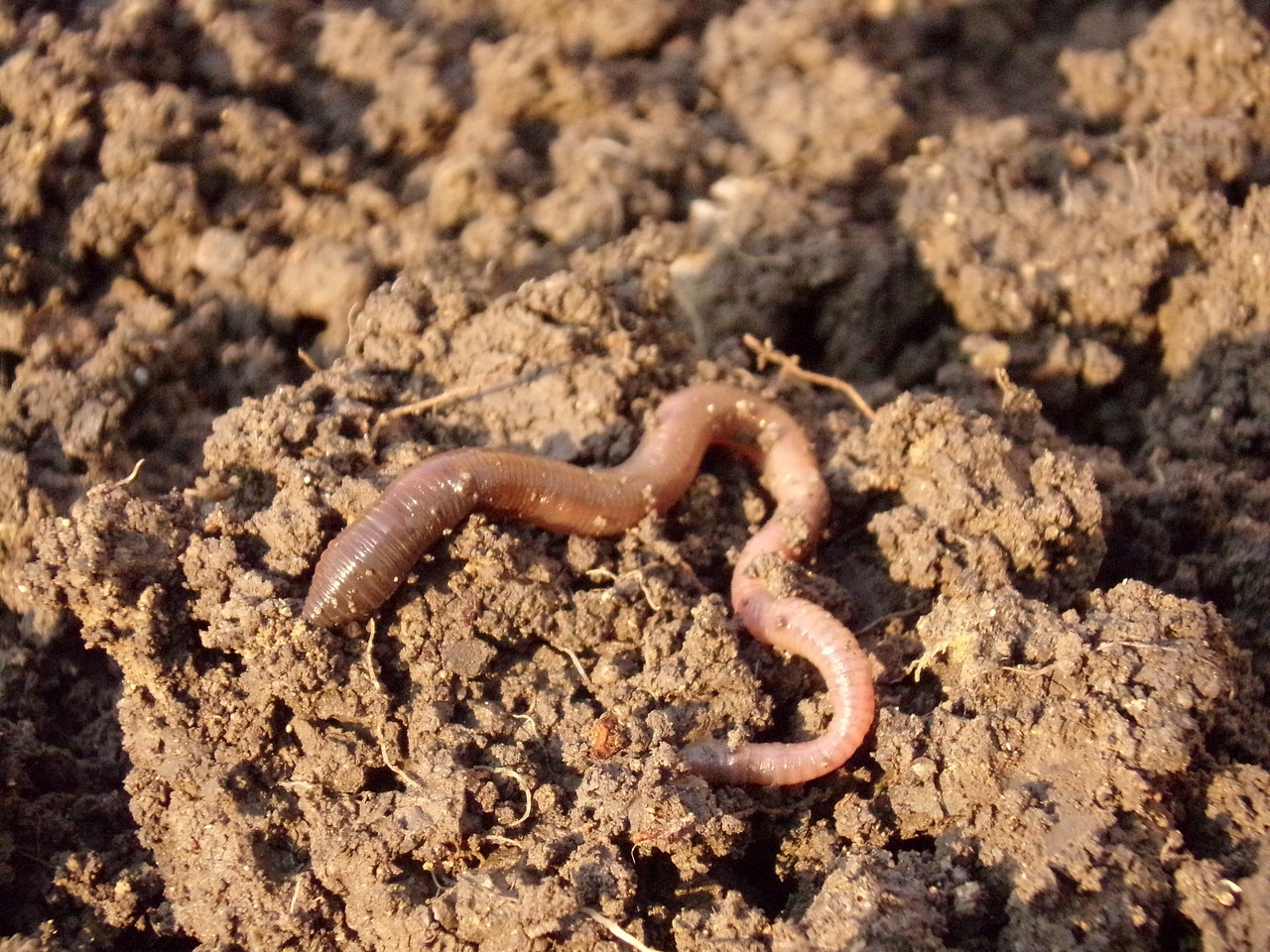 earthworm soil dirt free photo